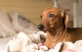 The top of the line for us being the soft, foldable, warm cave from snoozer. 10 Best Dog Beds For Dachshunds In 2021 Pet Struggles