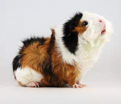 Pin On Wk Cavia