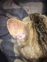 Mites live and burrow into a cat's skin and fur, causing excessive scratching, swelling; Prettydarkhaircolors Cat Hair Loss On Head