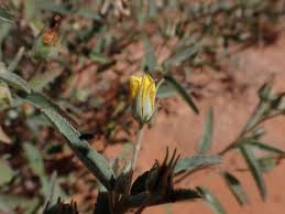 Image result for Melhania