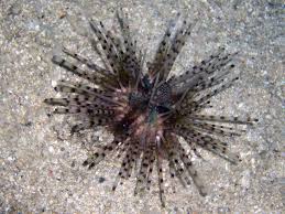 If you want to learn landak in english, you will find the translation here, along with other translations from javanese to english. File Sea Urchin Echinothrix Calamaris Png Wikimedia Commons
