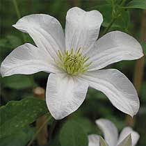 Like all plants, clematis need to be pruned in order for the plant to produce healthy blooms. Clematis Huldine Taylors Clematis