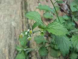 Image result for Dichrocephala