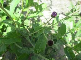 Image result for Erlangea misera