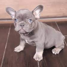 Breeders see the puppies daily and can make uncannily accurate recommendations once they know something about your lifestyle and personality. Hayden French Bulldog Puppy 623968 Puppyspot