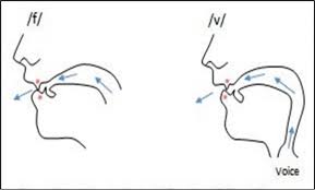 Pronunciation of f and v sounds diagram showing mouth and lip position