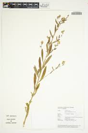 Image result for Bothriocline ugandensis