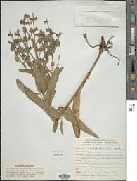 Image result for Kotschya aeschynomenoides