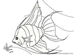 Let's have a look at some of the amazing printable fish coloring pages free that are based on tropical fishes. Tropical Fish Coloring Pages Realistic Fish Coloring Page Line Art Drawings Fish Drawings