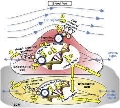Книга удалена по просьбе правообладателя. Cardiovascular Mechanics And Disease Sciencedirect