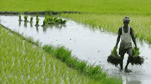 Natural Farming Profitable, can Feed Country: Study | NewsClick