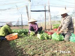 Người dân vùng biên Bình Phước thu nhập ổn định nhờ trồng rau hữu cơ | Báo  ảnh Dân tộc và Miền núi