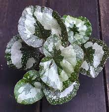Plantfiles Pictures Begonia Species Begonia Mashanica By Kell Begonia Species Begonia Rare Begonia