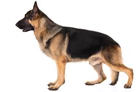 Their physical characteristics, such as their coat color and body shape can vary from one type to another. German Shepherd Dog Dog Breed Information