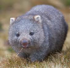 Juvenile Wombat Cute Animals Cute Wombat Animals Beautiful
