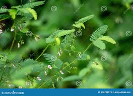 Image result for Aeschynomene americana