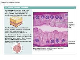 We did not find results for: Simple Epithelium Dr Mukesh Singla Epithelial Tissue General
