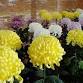 Yokote Chrysanthemum Festival event image