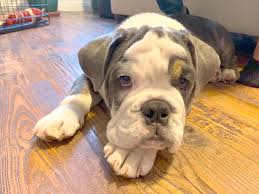 Los perros se comunican mediante el. Potty Training And Chewing Tips For A English Bulldog Puppy In Santa Monica Dog Gone Problems