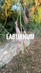 Image result for Laburnum