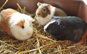 The average number of days female guinea pigs stay pregnant is 65 days. Owning Guinea Pigs Vca Animal Hospital
