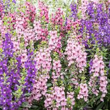 Image result for Angelonia