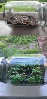 See full list on wikihow.com Chia Seed Growth In 10 Days Terrariums