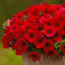 Pin On Flowers Red Pink Orange