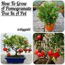 How To Grow A Pomegranate Tree In A Potlearn How To Grow Pomegranate Tree In A Pot If You Ve Grown Cit Organic Vegetable Garden Organic Vegetables Pomegranate