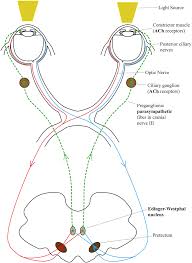 Pin On Pupillary Light Reflex
