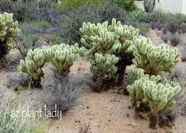 See full list on succulentalley.com Why Are Cacti Covered In Spines Birds And Blooms
