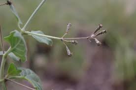 Image result for Commicarpus