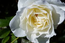 Flower Names And Origins