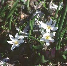 Image result for Hypoxis kilimanjarica