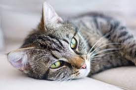 While some breeds live longer than others, tabbies' markings do not directly impact a cat's lifespan. Facts About Tabby Cats Traits Health Issues Price And Everything Else