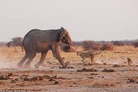 One Morning I Shot An Elephant In My Pajamas Movie King Of The Watering Hole Fearless Lion Fights Off Bull Elephant In 2020 Bull Elephant Elephant Bull