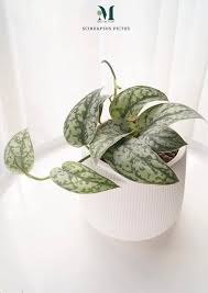 พล ห วใจแนบ ต นไม สายเล อย ใบร ปห วใจ ม ลวดลายและส ส นสวยงาม ใบลายส เง นเหม อนม กล ตเตอร เป นไม ฟอกอากาศ ต งบนโต ะทำงานสร างพ นท ส เข ยวก น ไอเด ย ต นไม