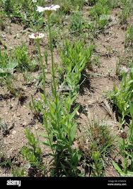 Image result for Callilepis laureola