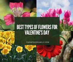 The words 'valentine' and 'flowers' are synonymous to each other. 15 Beautiful Types Of Flowers For Valentine S Day Romantic Flowers