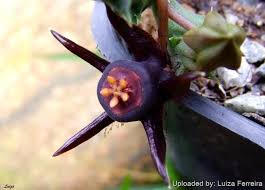 Image result for Emilia caespitosa