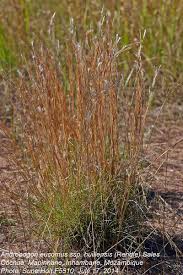 Image result for Andropogon eucomus