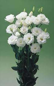 Navigatore Varietale 2007 2009 A Cura Di Clamer Informa Most Beautiful Flowers Flower Pictures Wedding Flowers