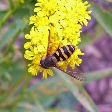 A Bee Like Fly Goldenrod Flower Bee Insects