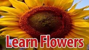 Coming in pink and red hues, damask roses are used in perfume or attar industries. Learn Names Of Flowers In Malayalam Flower Names In Animation Video Learning For Kids Youtube