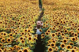 We did not find results for: 6 Flower Festivals Near Vancouver To Explore This Summer