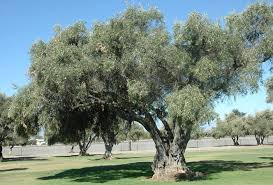 Image result for Olea capensis