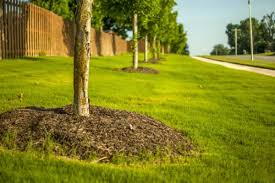 Around the northern shore of lake superior, and on the adjacent isle royale, there are approximately 5,000. What Is Root Collar Excavation Rick S Plant Health Care