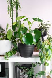 Common peperomia plants these little plants have many names including platinum peperomia, silver leaf peperomia, and ivy leaf peperomia. How To Care For And Propagate A Peperomia Raindrop