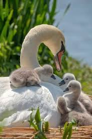 Porque yo te amo sandro por ese palpitar. Download Free Pdf Do You Have A Dog But You Do Not Know How To Start His Training I Am Very Glad To Help Yo Passaros Bonitos Passaros Fofos Bichinhos Fofos