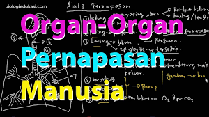Jelaskan penyebab penyakit emfisema, jelaskan pernapasan perut, kapan pernapasan dada dan perut digunakan, kapasitas paru paru, letakkan tanganmu di dada, macam. Sistem Pernapasan Manusia Mekanisme Pernapasan Perut Youtube